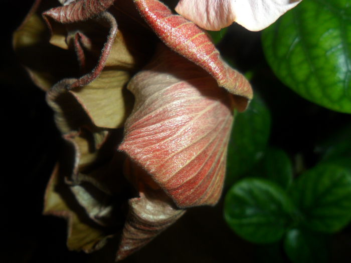 SAM_4694 - hibiscusi 2015-2