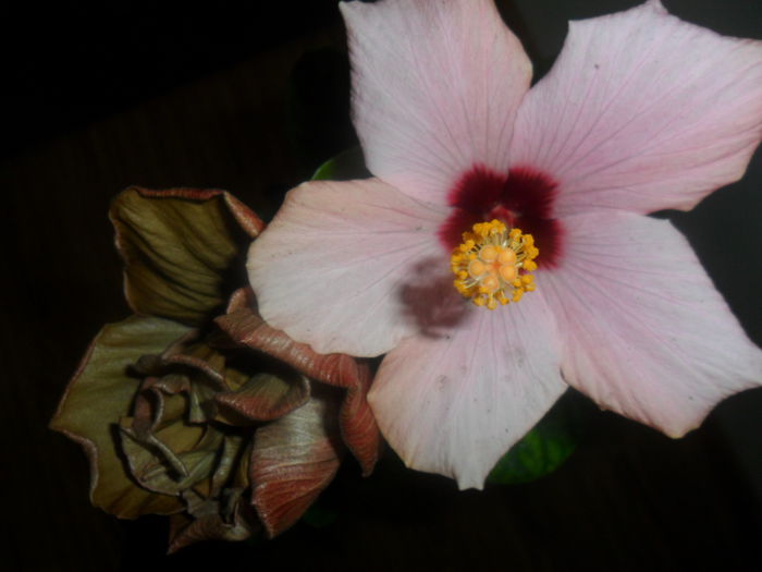 SAM_4695 - hibiscusi 2015-2