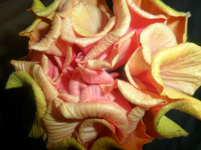 SAM_4696 - hibiscusi 2015-2