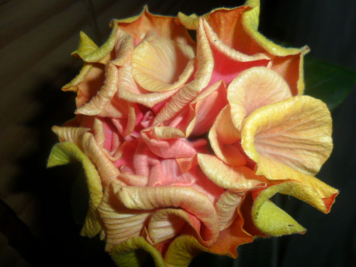 SAM_4697 - hibiscusi 2015-2