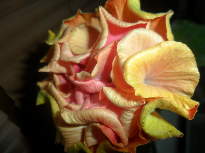 SAM_4698 - hibiscusi 2015-2