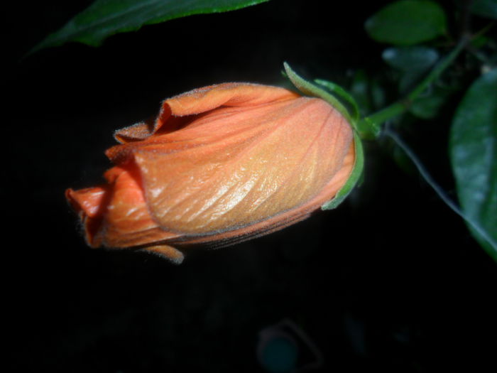 SAM_4702 - hibiscusi 2015-2