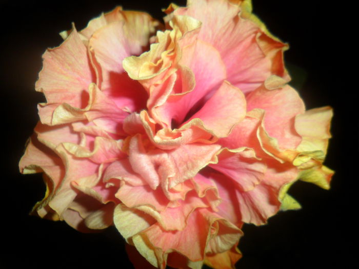 SAM_4704 - hibiscusi 2015-2