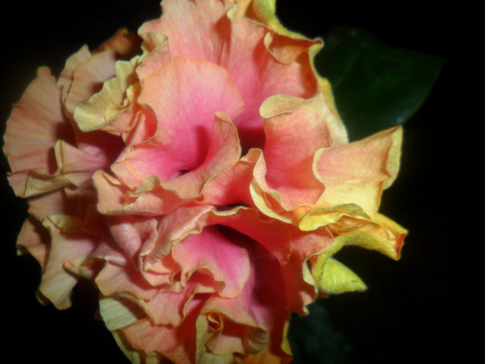 SAM_4705 - hibiscusi 2015-2