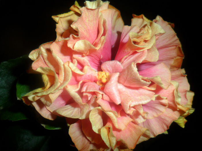 SAM_4706 - hibiscusi 2015-2