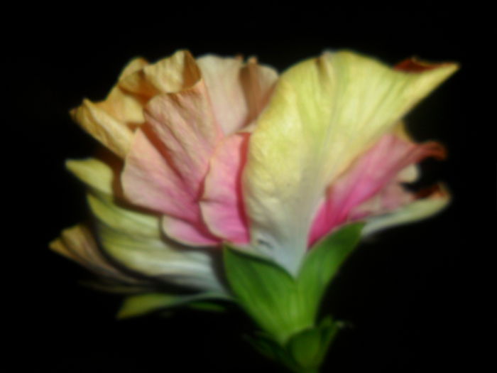 SAM_4707 - hibiscusi 2015-2