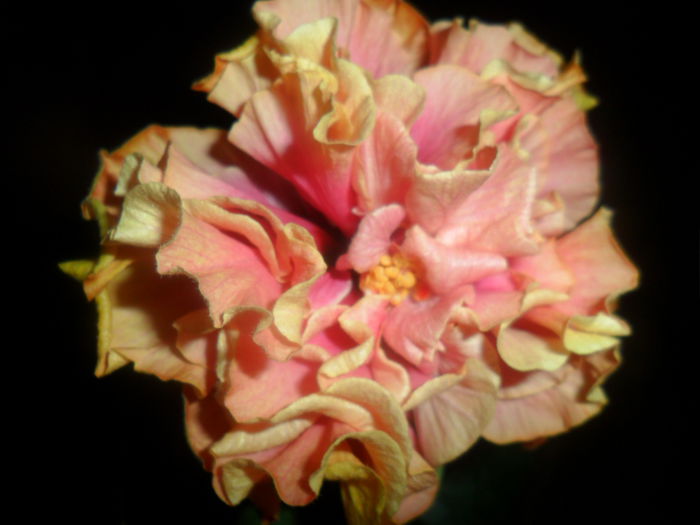 SAM_4708 - hibiscusi 2015-2