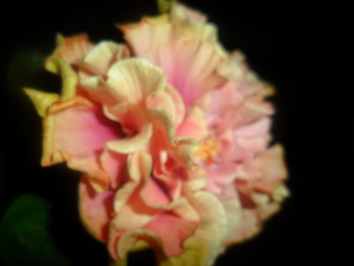 SAM_4710 - hibiscusi 2015-2