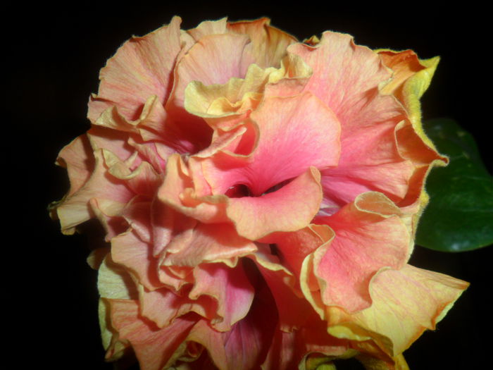 SAM_4711 - hibiscusi 2015-2