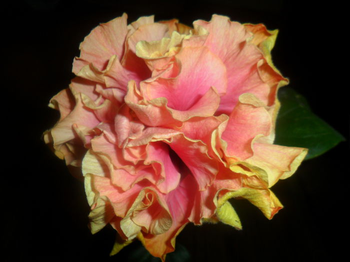 SAM_4712 - hibiscusi 2015-2