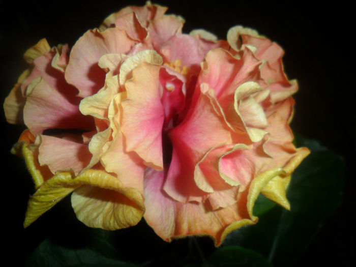 SAM_4716 - hibiscusi 2015-2