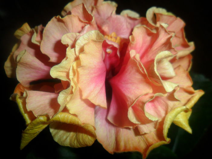 SAM_4717 - hibiscusi 2015-2