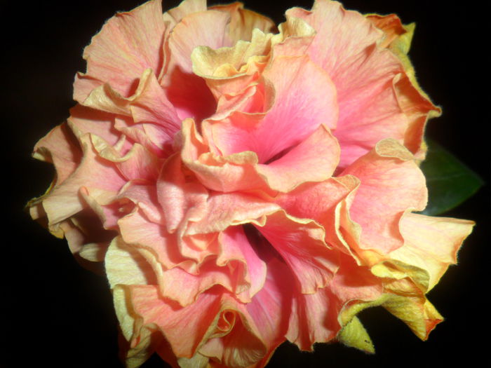 SAM_4719 - hibiscusi 2015-2