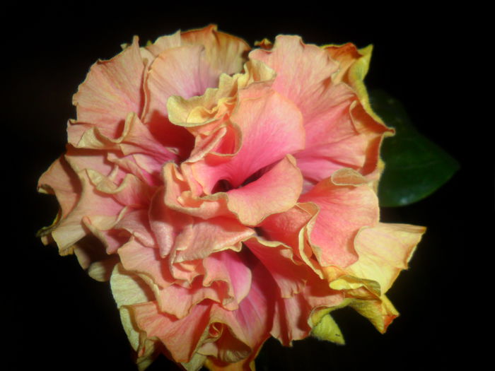 SAM_4720 - hibiscusi 2015-2