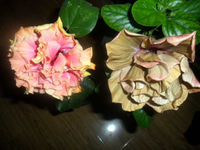 SAM_4724 - hibiscusi 2015-2