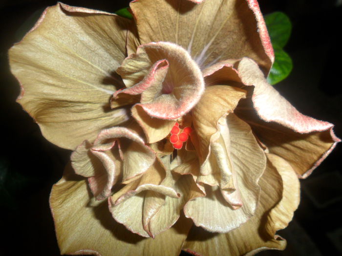 SAM_4726 - hibiscusi 2015-2