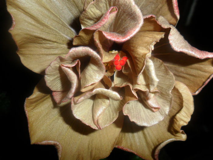 SAM_4728 - hibiscusi 2015-2