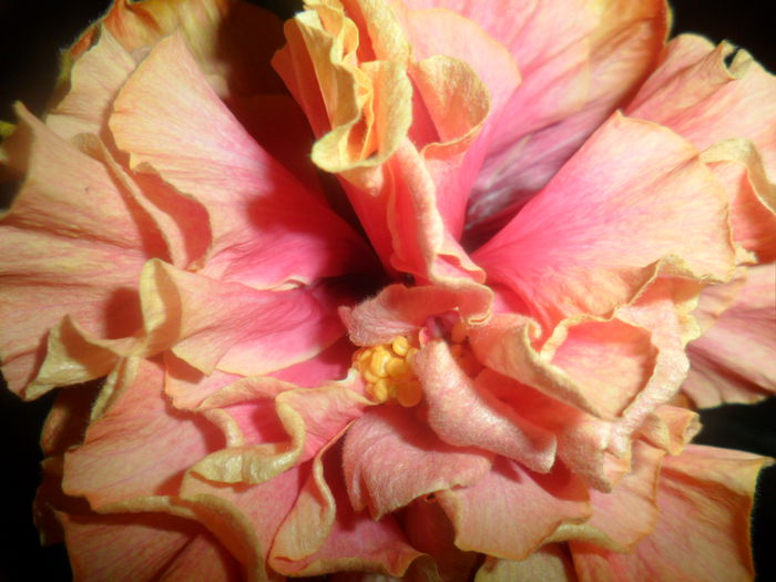 SAM_4739 - hibiscusi 2015-2