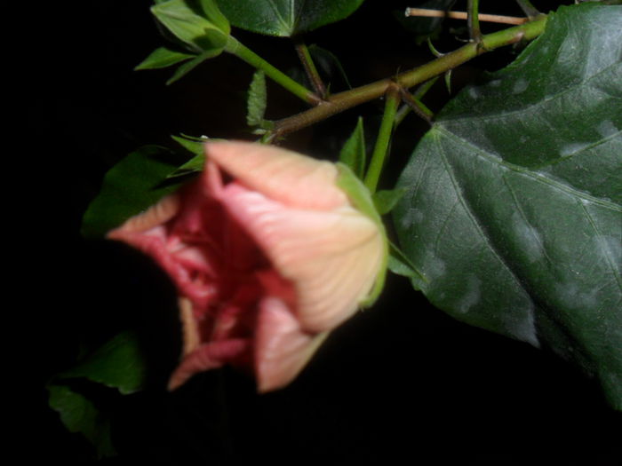 SAM_4742 - hibiscusi 2015-2