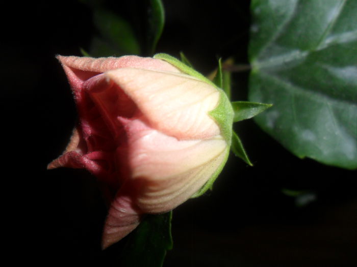 SAM_4743 - hibiscusi 2015-2