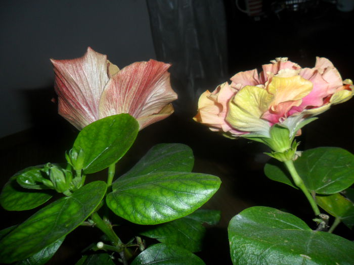 SAM_4744 - hibiscusi 2015-2