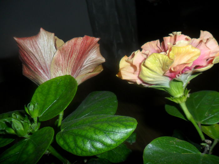 SAM_4745 - hibiscusi 2015-2