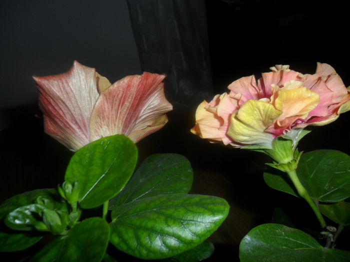 SAM_4746 - hibiscusi 2015-2