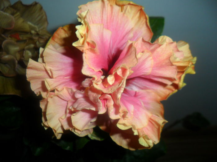 SAM_4747 - hibiscusi 2015-2