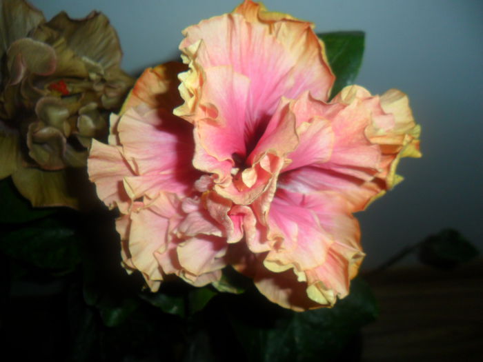 SAM_4748 - hibiscusi 2015-2