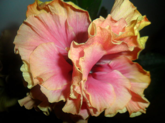 SAM_4749 - hibiscusi 2015-2