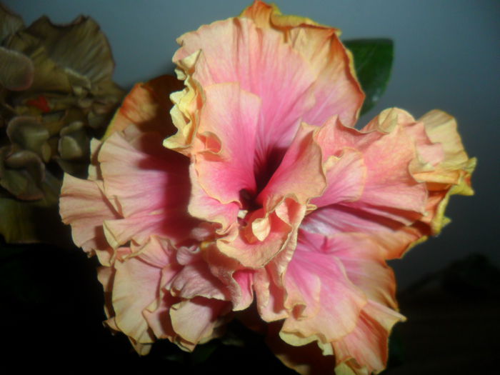 SAM_4750 - hibiscusi 2015-2