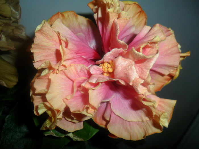 SAM_4751 - hibiscusi 2015-2