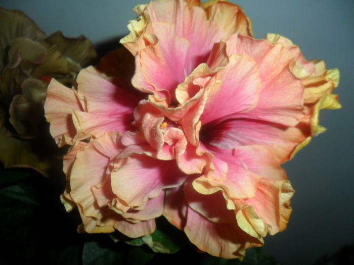 SAM_4752 - hibiscusi 2015-2