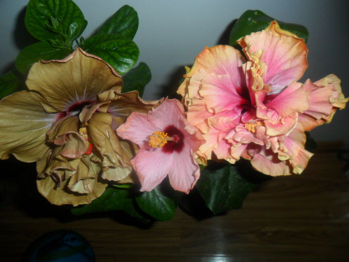 SAM_4754 - hibiscusi 2015-2