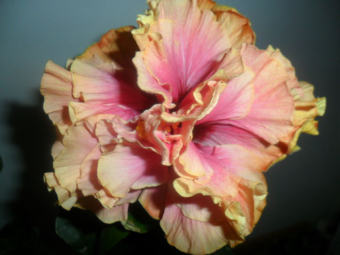 SAM_4756 - hibiscusi 2015-2