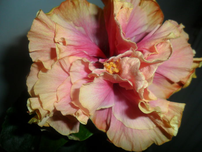 SAM_4757 - hibiscusi 2015-2