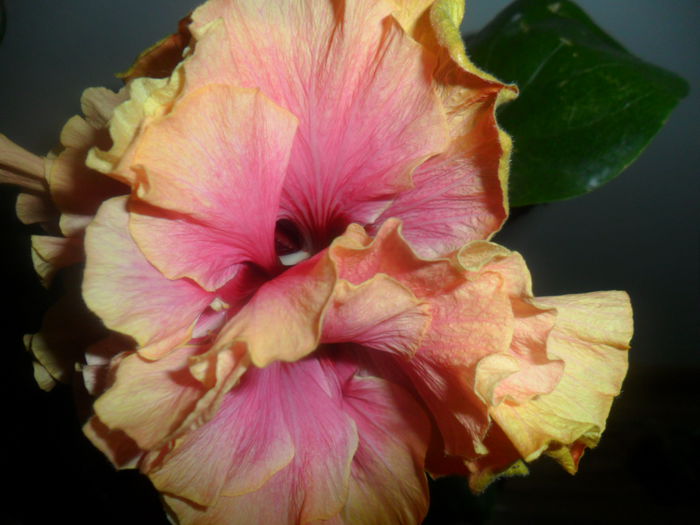 SAM_4758 - hibiscusi 2015-2