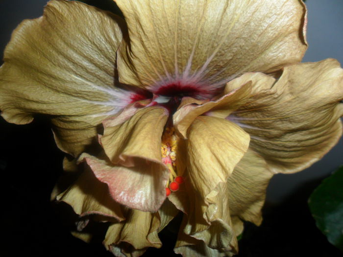 SAM_4759 - hibiscusi 2015-2