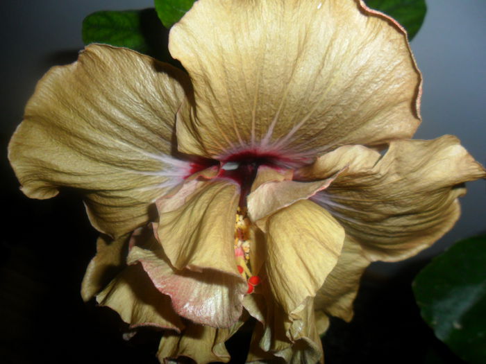 SAM_4760 - hibiscusi 2015-2