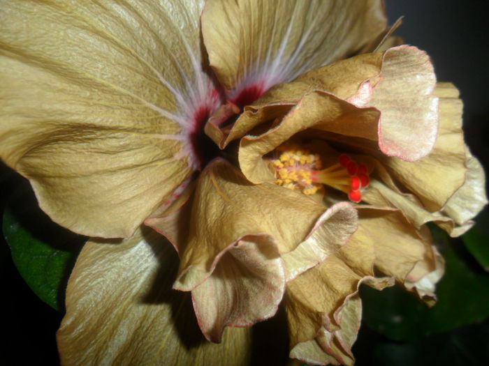 SAM_4761 - hibiscusi 2015-2