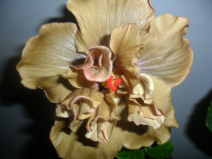 SAM_4762 - hibiscusi 2015-2