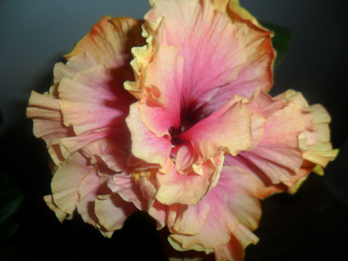 SAM_4765 - hibiscusi 2015-2