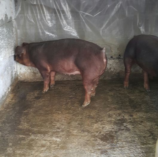 2015-05-02 18.20.36 - Poze noi Scrofite Duroc rasa pura