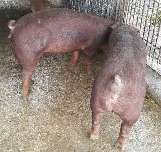 2015-05-02 18.13.37 - Poze noi Scrofite Duroc rasa pura