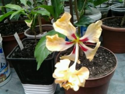 Fotografie4307 - Hibiscusi 1