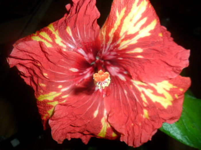 SAM_4643 - opening act