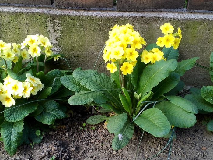 IMG_20150414_100823; Primula galbena
