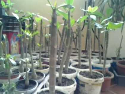 plumerii intr%u0103 