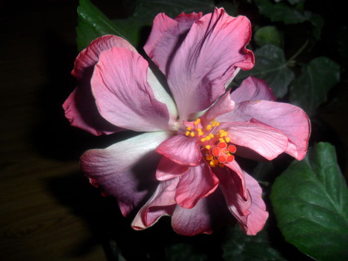 SAM_4583 - key west thunderhead