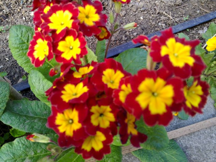 IMG_20150414_100140; Primula
